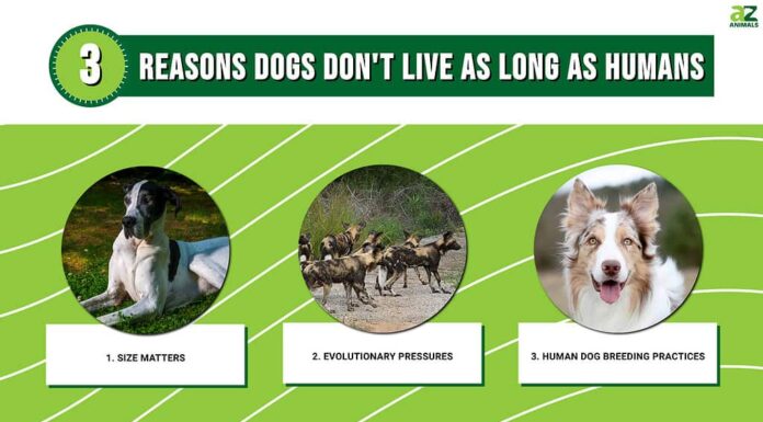 3 motivi per cui i cani non vivono a lungo quanto gli umani e come prolungare la loro vita
