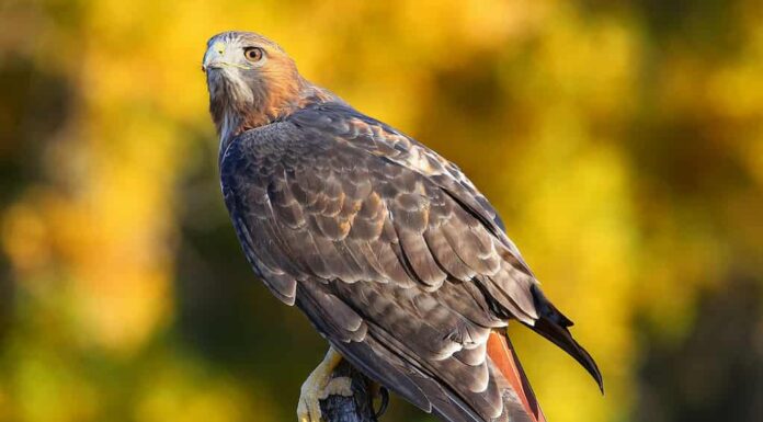 Poiana dalla coda rossa (Buteo jamaicensis) seduta su un bastone: uccelli che sembrano aquile