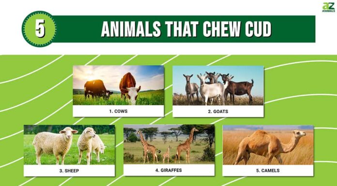 Infografica di 5 animali che ruminano