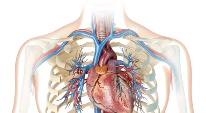 Cuore umano con vasi, albero bronchiale e gabbia toracica tagliata. Su sfondo bianco. Rendering 3D.
