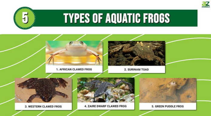 5 tipi di rane acquatiche (la maggior parte sono artigliate!)
