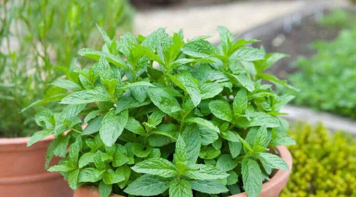 Menta che cresce in un vaso. Menta verde fresca (mentha spicata) in un giardino di erbe aromatiche, Regno Unito