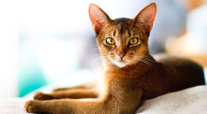 8 razze di gatti rossi e nomi per gatti rossi
