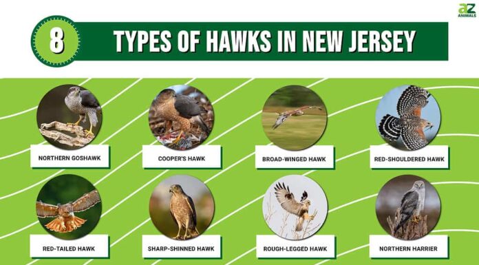 Grafico di 8 tipi di falchi nel New Jersey