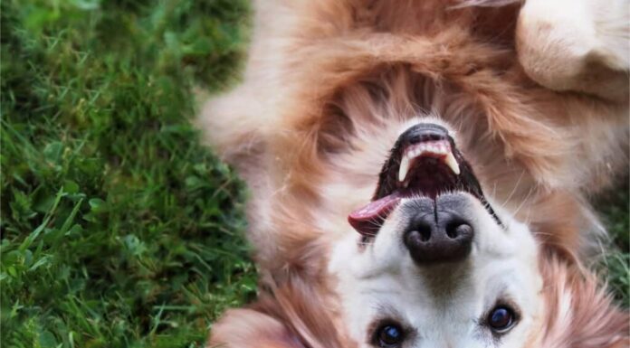 Golden retriever che rotola nell'erba