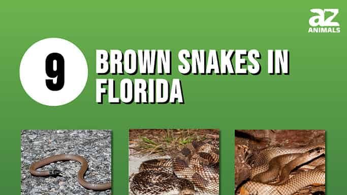 Infografica che mostra nove serpenti marroni che vivono in Florida.