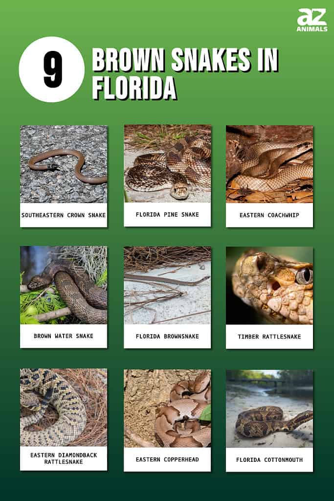 Infografica che mostra nove serpenti marroni che vivono in Florida.