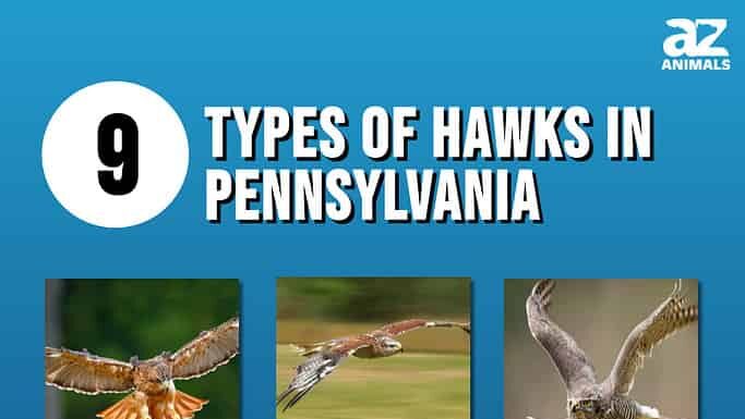 9 tipi di falchi in Pennsylvania
