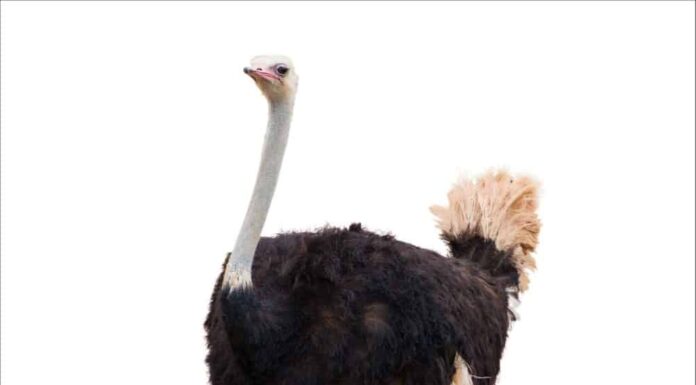 Aironi ed Egrette: qual è la differenza?
