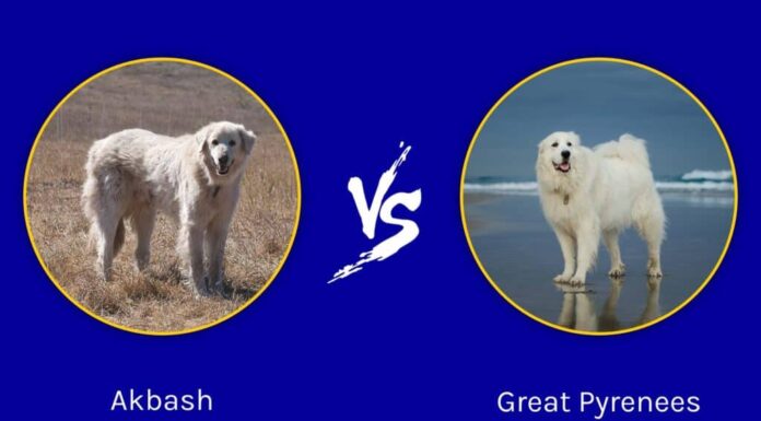 Akbash contro i Pirenei
