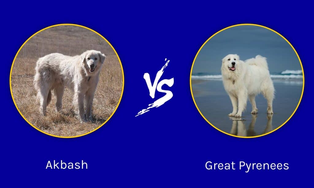 Akbash contro i Pirenei