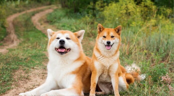 Akita Inu contro Shiba Inu: Akita e Shiba 