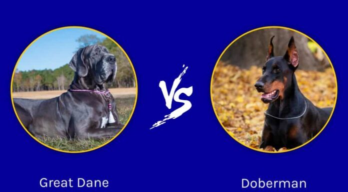 Alano contro Dobermann: quali sono le 8 differenze principali?
