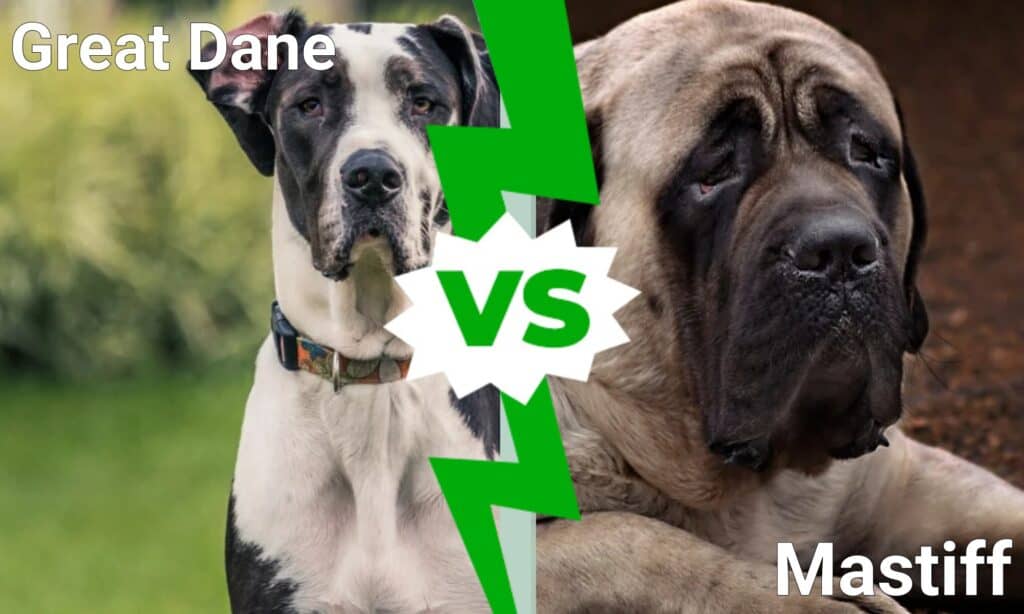 Alano contro mastino: quali sono le 8 differenze principali?