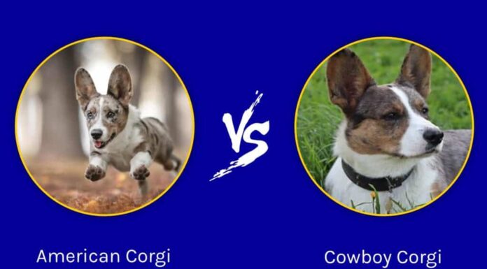 Corgi americano contro Corgi cowboy