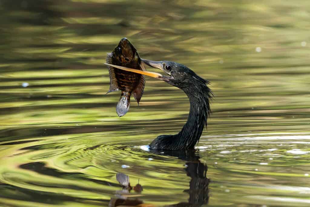 Pesca dell'Anhinga