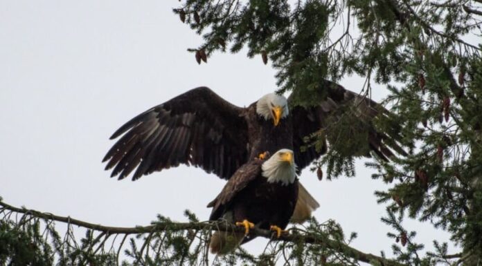 Aquila calva femmina: aspetto e differenze rispetto ai maschi - aquile calve che corteggiano su un albero
