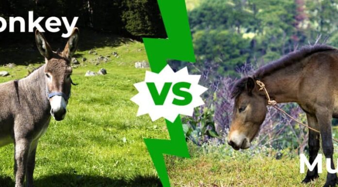 Asino contro mulo