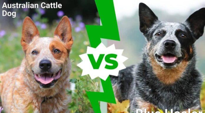Australian Cattle Dog contro Blue Heeler