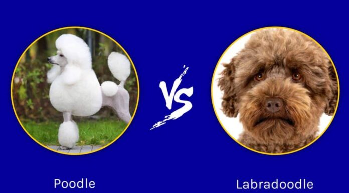 Barboncino contro Labradoodle: quali sono le 8 differenze principali?
