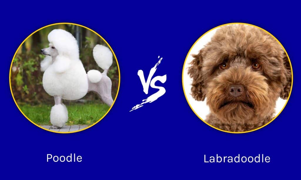 Barboncino contro Labradoodle: quali sono le 8 differenze principali?