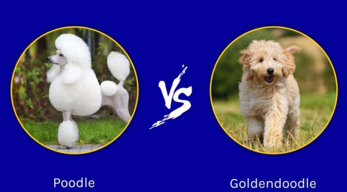 barboncino contro goldendoodle