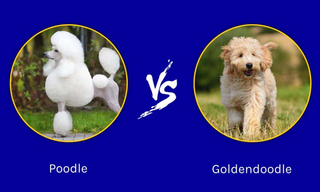 barboncino contro goldendoodle