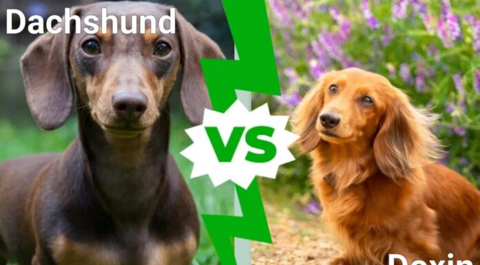 bassotto contro doxin