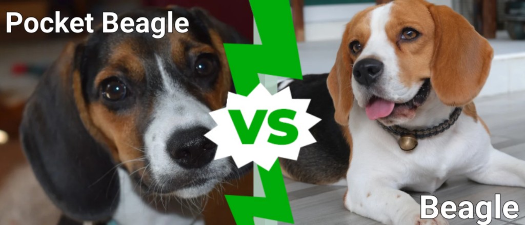 Beagle contro Beagle: differenze principali