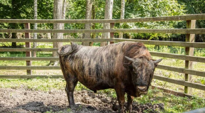 Bisonte americano (Bos taurus X Bison bison)