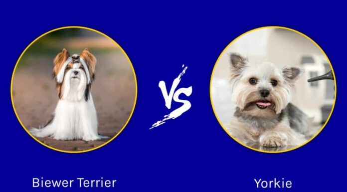 Biewer Terrier vs Yorkie: quali sono le differenze?
