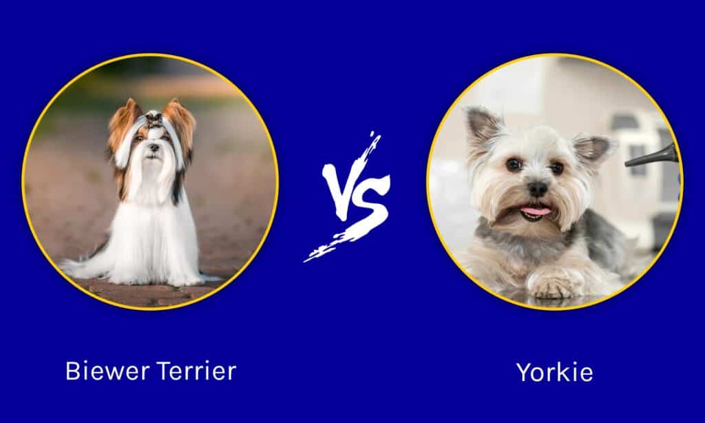 Biewer Terrier vs Yorkie: quali sono le differenze?