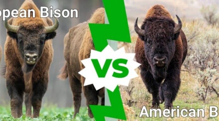 Bisonte europeo contro bisonte americano