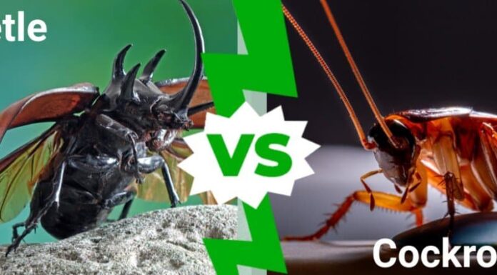 Blatta contro coleottero