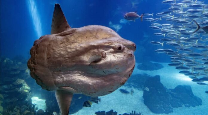 Primo piano di un pesce persico sott'acqua. I Mola mola sono forse i pesci ossei più grandi del mondo.
