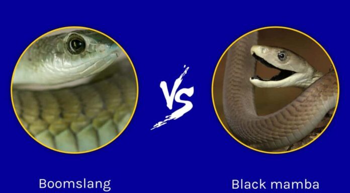 Boomslang contro Black Mamba: quali sono le differenze?
