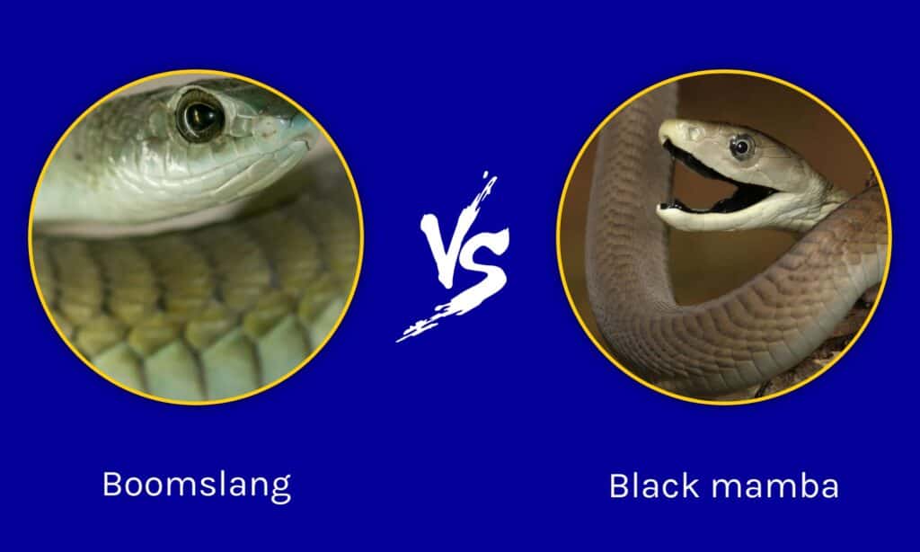 Boomslang contro Black Mamba: quali sono le differenze?