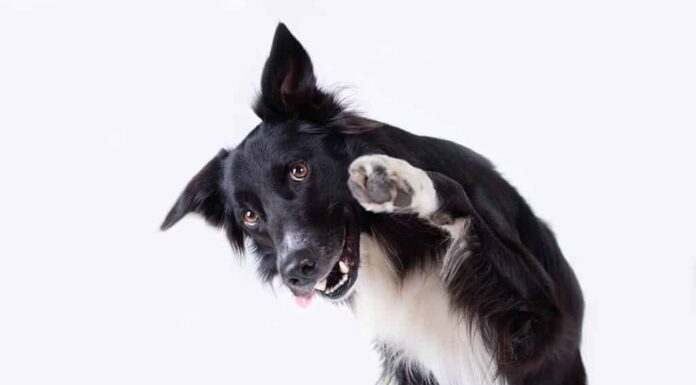 Ritratto ravvicinato di un adorabile cane Border Collie di razza pura che guarda di lato sollevando una delle sue zampe anteriori isolato su sfondo grigio con spazio per la copia. Cucciolo divertente che mostra la lingua, bocca aperta.
