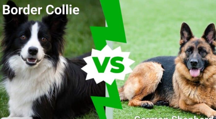 Border Collie contro pastore tedesco