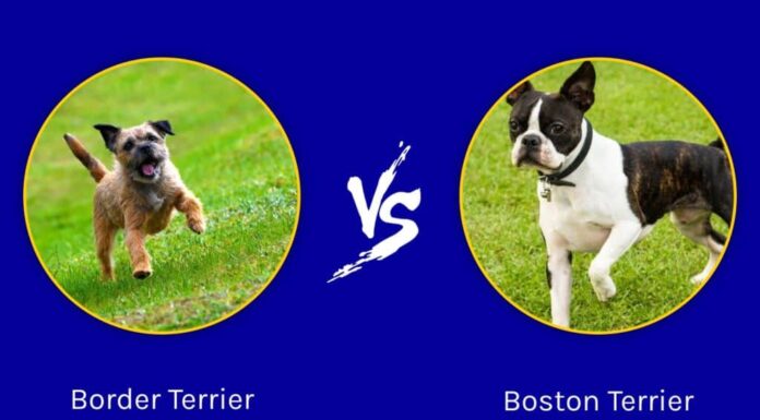 Border Terrier contro Boston Terrier