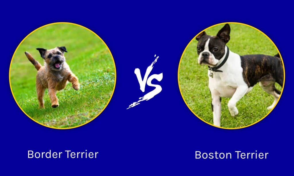 Border Terrier contro Boston Terrier