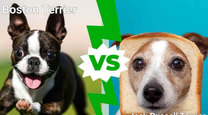 Boston Terrier contro Jack Russell: 4 differenze principali spiegate
