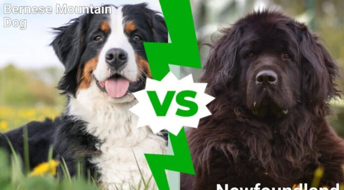 Bovaro bernese contro Terranova