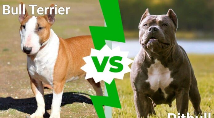 Bull Terrier contro Pitbull