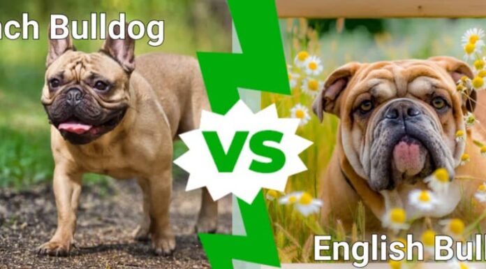 bulldog francese contro bulldog inglese