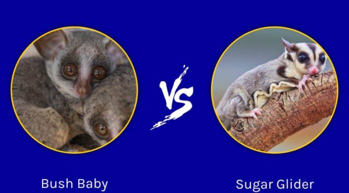 Bush Baby contro petauro dello zucchero