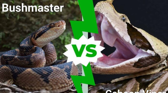 Bushmaster vs Vipera del Gabon: differenze principali
