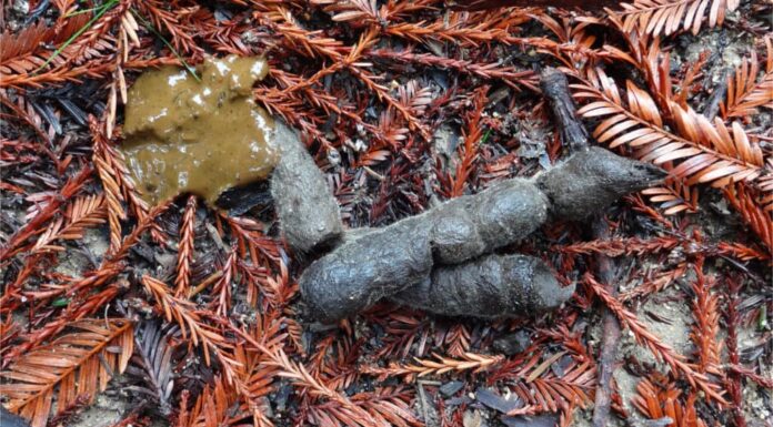 Cacca di lince rossa: tutto quello che hai sempre voluto sapere
