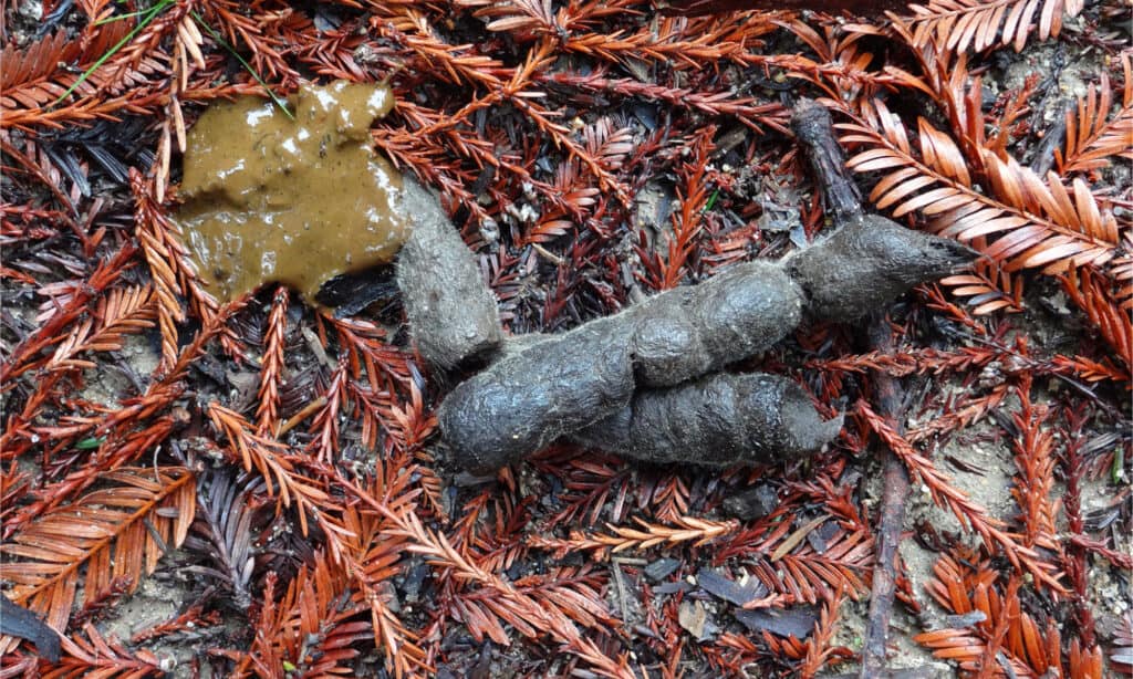 Cacca di lince rossa: tutto quello che hai sempre voluto sapere