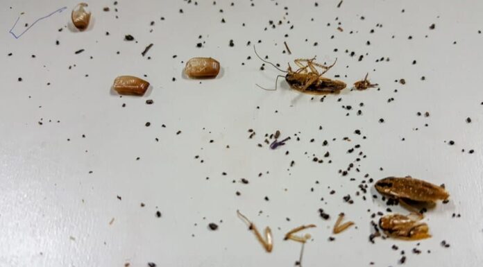 Cacca di scarafaggio - Scarafaggio vicino alle feci